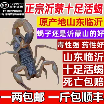 室内蝎子养殖怎么布置：蝎池、躲避区与防逃设计详解 室内蝎子养殖 蝎子养殖