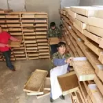 蝎子蜕皮前后怎么管:减少干扰和伤亡的实用经验