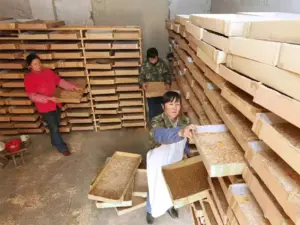 蝎子蜕皮前后怎么管：减少干扰和伤亡的实用经验 蝎子蜕皮 蝎子养殖