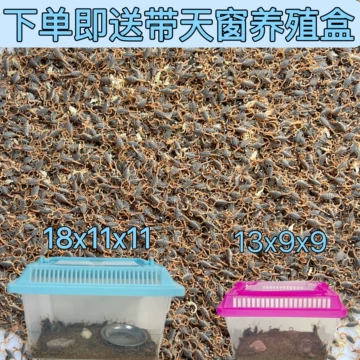 面包虫养殖与蝎子投喂：饲料虫繁育和保存方法