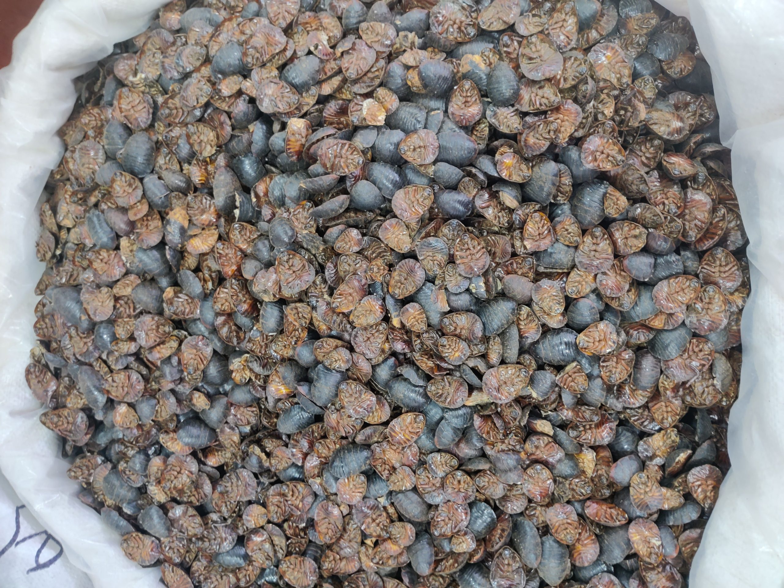蝎窝制作有哪些方法:砖瓦、蛋托和多层躲避结构比较 蝎窝制作有哪些方法:砖瓦、蛋托和多层躲避结构比较