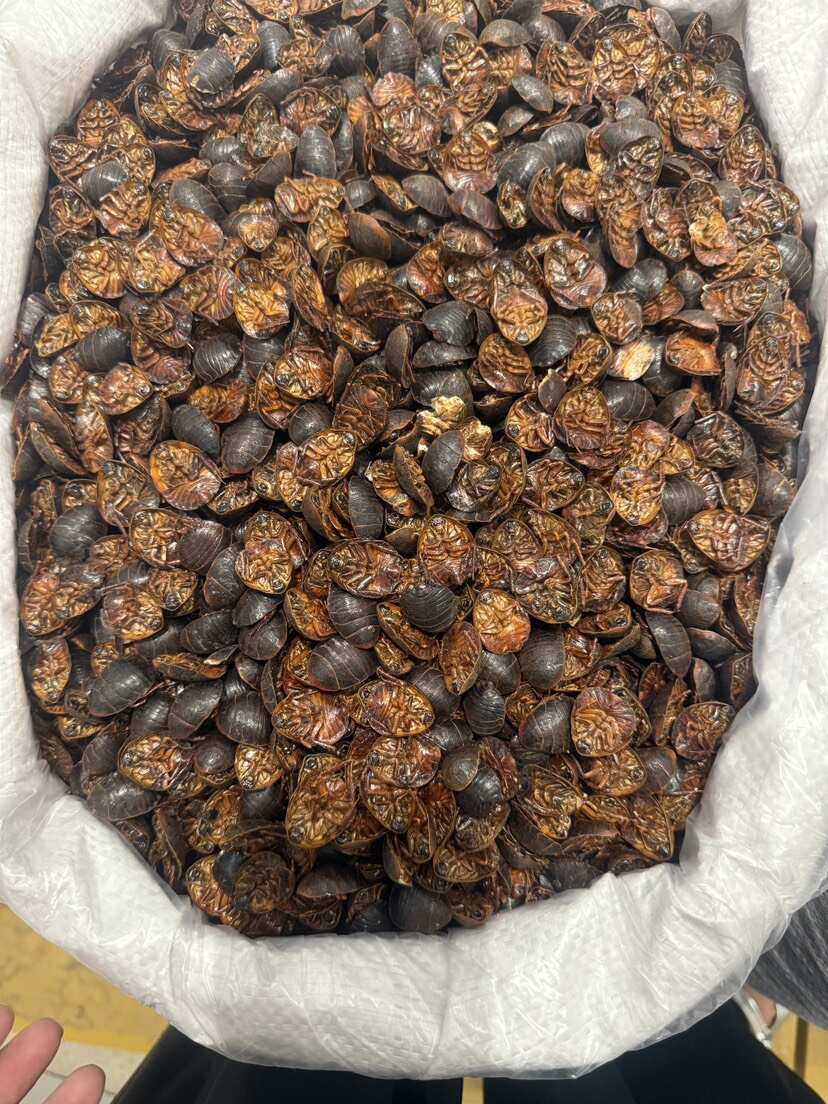 蝎子养殖温度怎么控制：不同生长阶段的管理思路