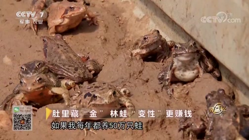蝎子养殖湿度怎么把握：防干燥也要避免长期潮湿