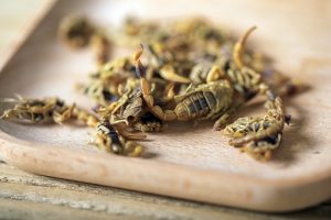 春季蝎子管理重点：出蛰恢复、补饲和环境调整