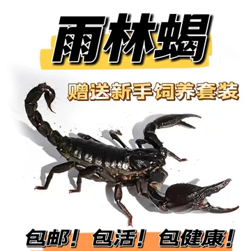 蝎子死亡率突然升高怎么办：环境、饲料和管理排查顺序