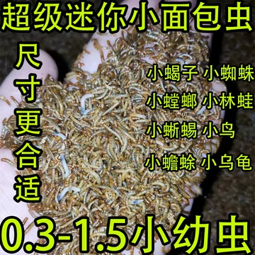 蝎子死亡率突然升高怎么办：环境、饲料和管理排查顺序