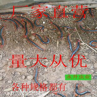 新引进种蝎如何缓苗：运输后恢复和分群观察方法