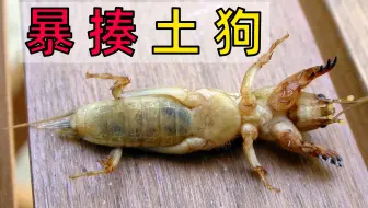 蝎子销售渠道怎么拓展：养殖户建立稳定销路的实用方法