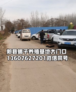 河南蝎子养殖日常管理：结合季节变化调整温湿度
