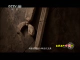 蝎子生长周期有多长：从幼蝎到成蝎的阶段管理