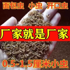 蝎子喂养频率怎么安排:根据温度、规格和采食情况调整