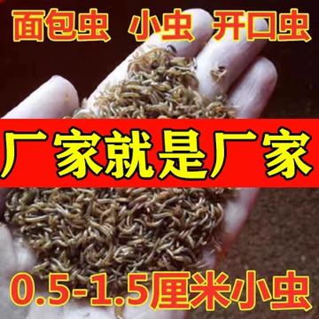 蝎子喂养频率怎么安排：根据温度、规格和采食情况调整 蝎子喂养方法 蝎子养殖