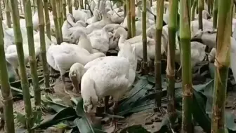 蝎子饮水怎么解决：海绵、浅水盘与环境补湿的区别 蝎子饮水 蝎子养殖