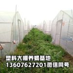 蟋蟀养殖如何为蝎场供饵：繁殖、投喂与卫生管理