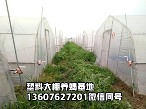 蟋蟀养殖如何为蝎场供饵：繁殖、投喂与卫生管理 蟋蟀养殖 蝎子养殖
