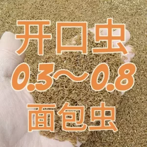 蜈蚣养殖和蝎子养殖有哪些不同：环境与管理方式对比