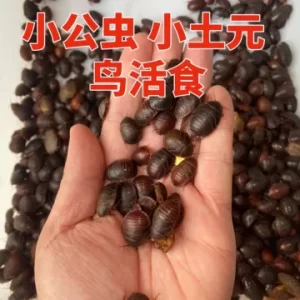 农村特种养殖如何起步：小规模验证比盲目扩大更重要
