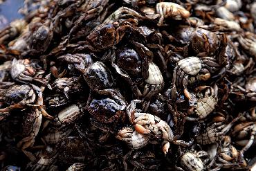 蝎子养殖记录怎么做:温度、投喂、蜕皮和死亡情况都要记 蝎子养殖记录怎么做:温度、投喂、蜕皮和死亡情况都要记