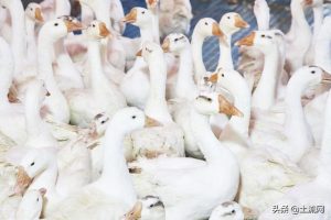 蝎子分群管理为什么重要：按大小和阶段饲养更稳定