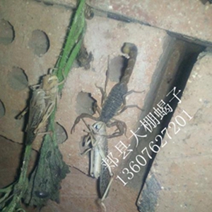 连续阴雨天气怎么养蝎：防潮、通风和饲料保存要注意